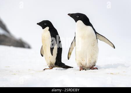 Deux manchots Adelie (Pygoscelis antarctica) Kinnes Cove, île Paulet, Antarctique Banque D'Images