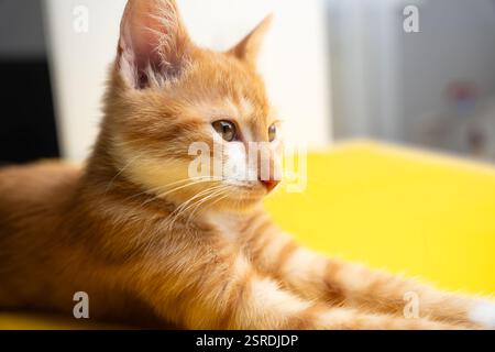Ginger Tabby petit chaton regarde loin. Assis posant. Beau portrait de chaton orange. Animal domestique Banque D'Images