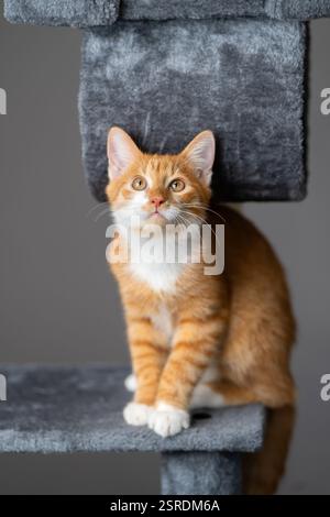 Chat ludique domestique gingembre assis sur la tour de chat. Maison pour animaux de compagnie, arbre avec des poteaux à gratter. Banque D'Images