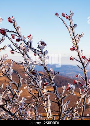 Formation de glace lors d'un vent fort sur les branches en automne dans les monts Bieszczady. Pologne. Europe de l'est Banque D'Images