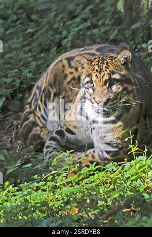 Néofelis nébulosa de léopard nuageux, zoo de Darjeeling, Bengale occidental, Inde, Asie Banque D'Images
