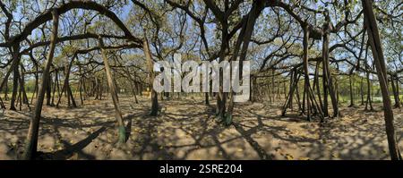 Banyan Tree, jardin botanique Acharya Jagadish Chandra Bose, Bengale occidental, Inde, Asie Banque D'Images