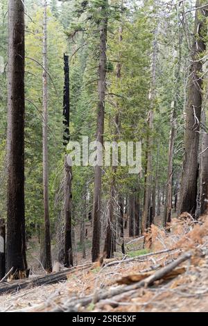 Forêt après feu. Arbres carbonisés et débris. Dévastation de la nature. Tuolumne Grove, un séquoia géant dans le parc national de Yosemite, en Californie Banque D'Images