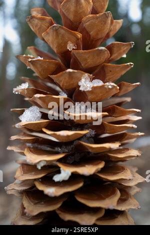 Gros plan d'une pomme de pin recouverte de neige. La beauté hivernale de la nature. Banque D'Images