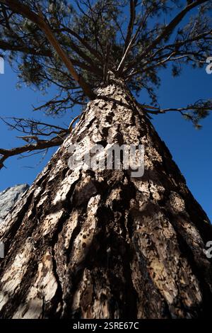 Tronc de pin massif, parc national de Yosemite, CA. La lumière du soleil met en valeur la texture de l'écorce. Banque D'Images