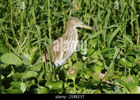 Oiseaux, étang indien Heron ardeola grayii, Santragachi, Bengale occidental, Inde, Asie Banque D'Images