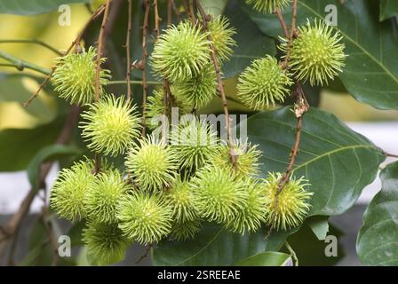 Fruits du ramboutan non mûrs Nephelium lappaceum sapindaceae, Kerala, Inde, Asie Banque D'Images