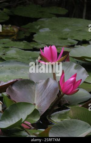 Une grenouille taureau verte américaine est assise sur un grand matelas de nénuphars entouré d'autres matelas de nénuphars et de végétation flottante dans un étang. Banque D'Images