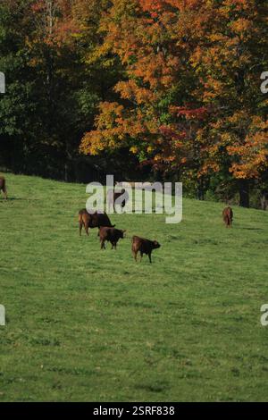 Un petit troupeau de vaches qui paissent dans un pâturage vert un jour d'été. Banque D'Images