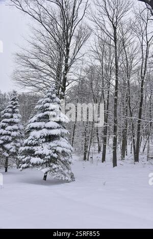 Scène hivernale enneigée avec des arbres drapés dans la beauté enneigée blanche. Banque D'Images