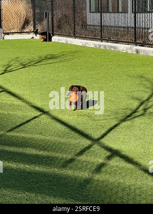Stamford, CT, États-Unis - 1er février 2025 : petit teckel en chocolat courant vers la caméra avec une boule orange spiky dans sa bouche Banque D'Images