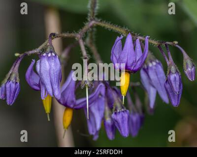 Fleur violette et jaune distinctive d'une plante médicinale douce-amère (Solanum dulcamara) Banque D'Images