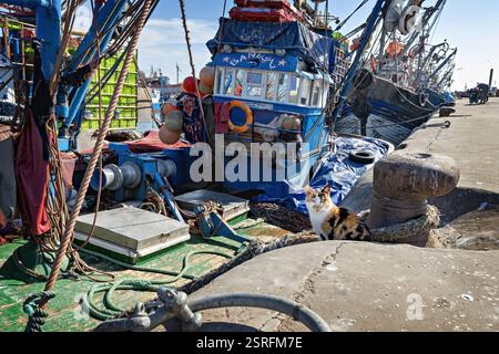 Mignon chat rouge et blanc assis sur la jetée en face du bateau de pêche dans le vieux port d'Essaouira Maroc Banque D'Images