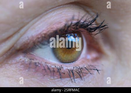 Gros plan macro d'un œil brun doré avec un reflet net d'un ciel bleu vif et des arbres environnants. Banque D'Images