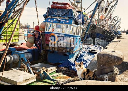 Mignon chat rouge et blanc assis sur la jetée en face du bateau de pêche dans le vieux port d'Essaouira Maroc Banque D'Images