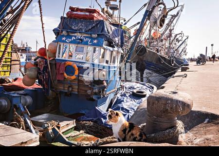 Mignon chat rouge et blanc assis sur la jetée en face du bateau de pêche dans le vieux port d'Essaouira Maroc Banque D'Images