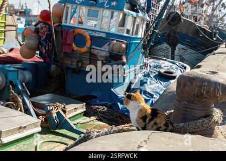 Mignon chat rouge et blanc assis sur la jetée en face du bateau de pêche dans le vieux port d'Essaouira Maroc Banque D'Images