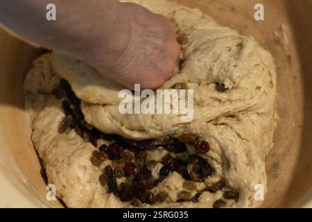 pétrir la pâte levée avec des raisins secs, mains féminines, cuisson Banque D'Images