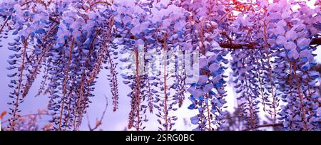Fleurs de wisteria florissantes dans le jardin un jour de printemps ensoleillé. Bannière horizontale Banque D'Images