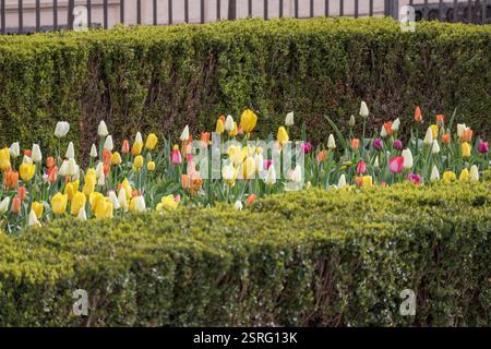 un jardin fleuri lumineux avec des tulipes de différentes couleurs poussant dans une longue rangée droite. Banque D'Images