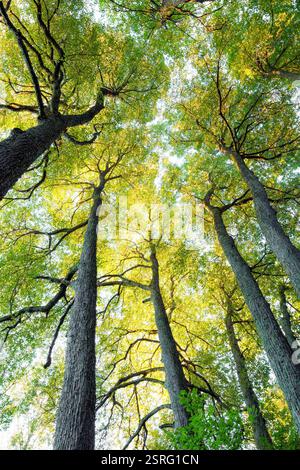 De magnifiques grands troncs de chaux à petites feuilles contre le ciel en automne à Raasepori, dans le sud-ouest de la Finlande Banque D'Images