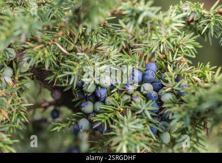 Gros plan des baies de genièvre Juniperus communis, à Upper Teesdale, Co Durham, North Pennines AONB, octobre Banque D'Images