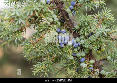 Gros plan des baies de genièvre Juniperus communis, à Upper Teesdale, Co Durham, North Pennines AONB, octobre Banque D'Images