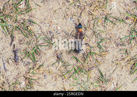 Podalonia Hirsuta guêpe de sable fourrée, femelle, guêpes parasitoïdales, famille des Sphecidae, sur un sol sablonneux près de terriers, Norfolk, juin Banque D'Images