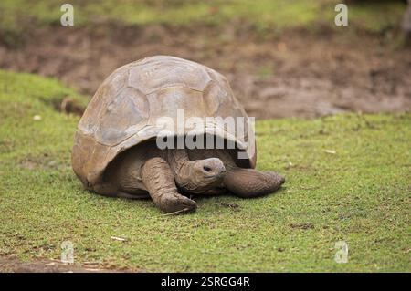 Tortue géante d'Aldabra (Aldabrachelys gigantea) sur une zone herbeuse, jardin botanique ou jardin botanique Sir Seewoosagur Ramgoolam ou Bota de Pamplemousses Banque D'Images
