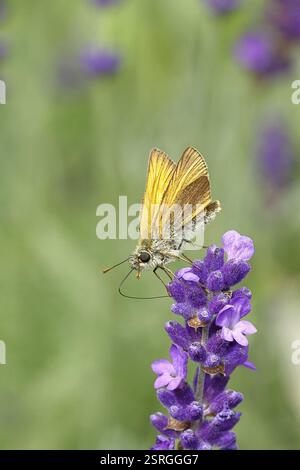 Grand skipper (Ochlodes venatus), ramassant le nectar d'une fleur de lavande commune (Lavandula angustifolia), gros plan, macro photographie, Wilnsdorf, Banque D'Images