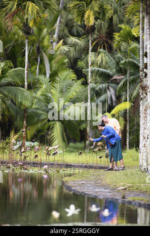 Étang de Lotus, étang avec Lotus indien (Nelumbo nucifera), palmiers derrière, jardin botanique ou jardin botanique Sir Seewoosagur Ramgoolam ou Pamplemous Banque D'Images