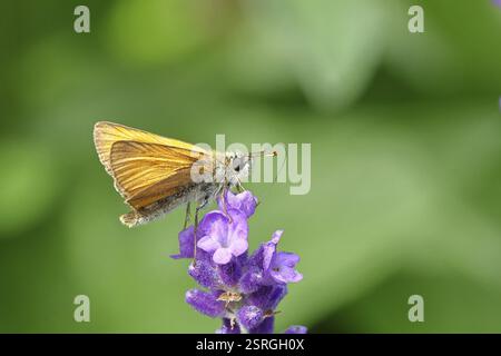 Grand skipper (Ochlodes venatus), ramassant le nectar d'une fleur de lavande commune (Lavandula angustifolia), gros plan, macro photographie, Wilnsdorf, Banque D'Images
