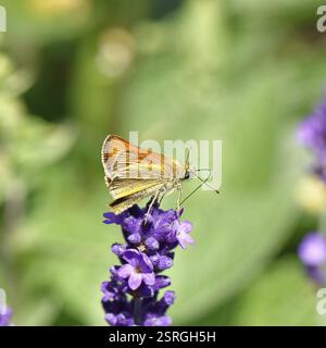 Grand skipper (Ochlodes venatus), ramassant le nectar d'une fleur de lavande commune (Lavandula angustifolia), gros plan, macro photographie, Wilnsdorf, Banque D'Images