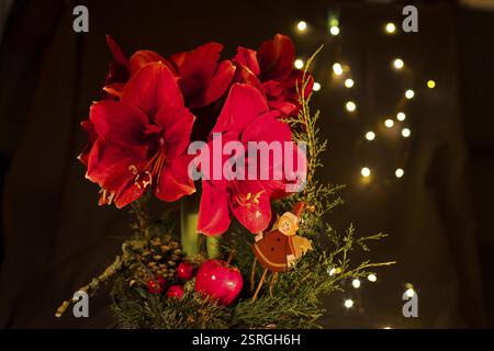 Poinsettia (Hippeastrum) en fleur, floraison rouge avec décoration de Noël dans un pot de fleurs, décoration de Noël Banque D'Images