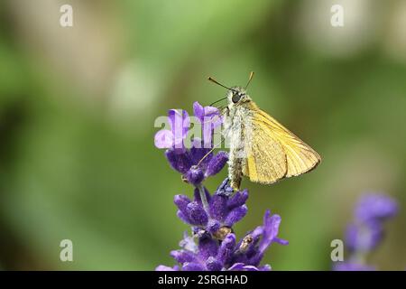 Grand skipper (Ochlodes venatus), ramassant le nectar d'une fleur de lavande commune (Lavandula angustifolia), gros plan, macro photographie, Wilnsdorf, Banque D'Images
