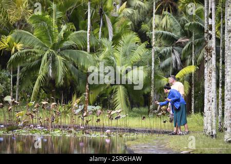 Étang de Lotus, étang avec Lotus indien (Nelumbo nucifera), palmiers derrière, jardin botanique ou jardin botanique Sir Seewoosagur Ramgoolam ou Pamplemous Banque D'Images