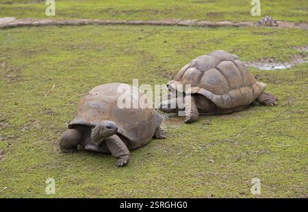 Tortues géantes d'Aldabra (Aldabrachelys gigantea) sur une zone herbeuse, jardin botanique ou jardin botanique Sir Seewoosagur Ramgoolam ou Bot de Pamplemousses Banque D'Images