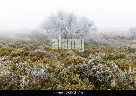 Milkwort de plage (Glaux maritima) avec givre et brouillard soufflé par le vent dans le paysage de dunes sur Norderney, basse-Saxe, Allemagne, Europe Banque D'Images