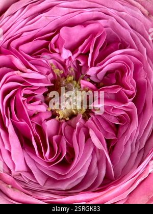 Fond rose doux léger de pétales de rose. Fleur de rose en gros plan. Fond avec des fleurs. Banque D'Images