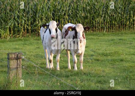 Deux vaches debout près d'une clôture sur un pâturage devant un champ de maïs, weseke, muensterland, allemagne Banque D'Images