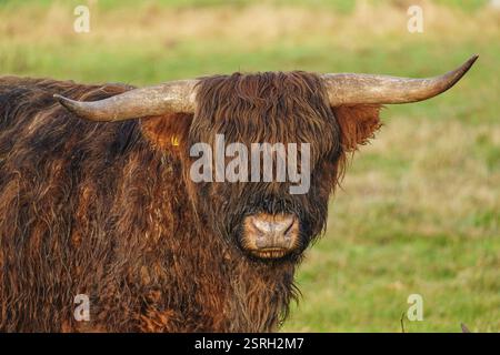 Gros plan d'une vache des Highlands dans un pré, son visage est couvert de longue fourrure, Velen, Muensterland, Rhénanie du Nord-Westphalie, Allemagne, Europe Banque D'Images