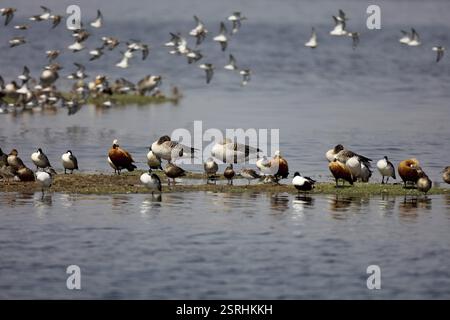 Canard roux sarcelle grise, vadhvana, Gujarat, Inde, Asie Banque D'Images