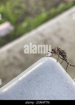 Australian Wingless Soldier Fly (Boreoides subulatus), Insecta, Melbourne VIC, Australie Banque D'Images