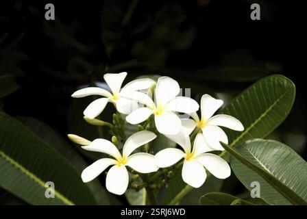 Fleurs de pagode clerodendrum paniculatum Banque D'Images