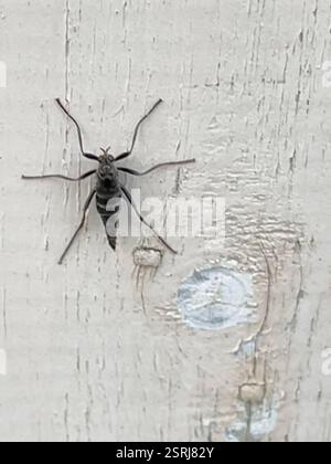 Australian Wingless Soldier Fly (Boreoides subulatus), Insecta, Melbourne VIC, Australie Banque D'Images