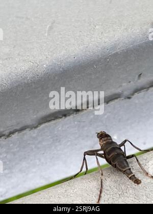 Australian Wingless Soldier Fly (Boreoides subulatus), Insecta, Melbourne VIC, Australie Banque D'Images