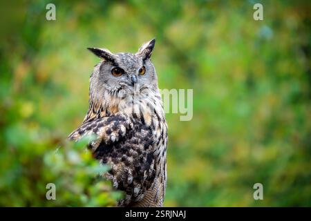 Gros plan d'un aigle-hibou eurasien se cachant derrière un buisson Banque D'Images