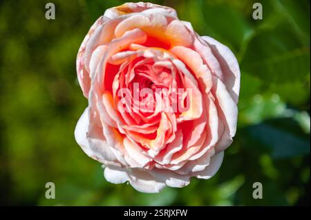Un gros plan de la fleur d'une belle rose rouge dans toute sa splendeur Banque D'Images