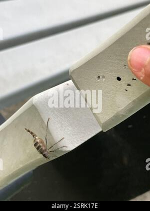 Australian Wingless Soldier Fly (Boreoides subulatus), Insecta, Melbourne VIC, Australie Banque D'Images