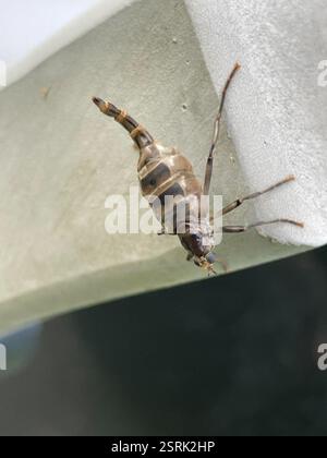 Australian Wingless Soldier Fly (Boreoides subulatus), Insecta, Melbourne VIC, Australie Banque D'Images